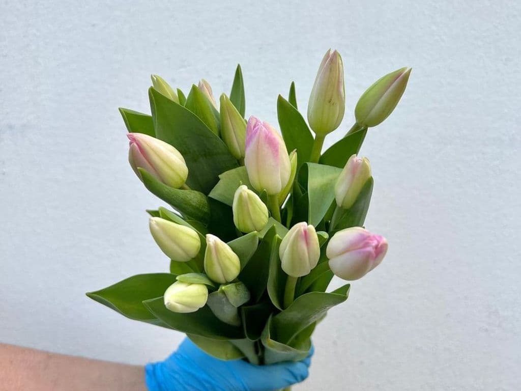 Flowers - Local Tulips pink white (5 stems)