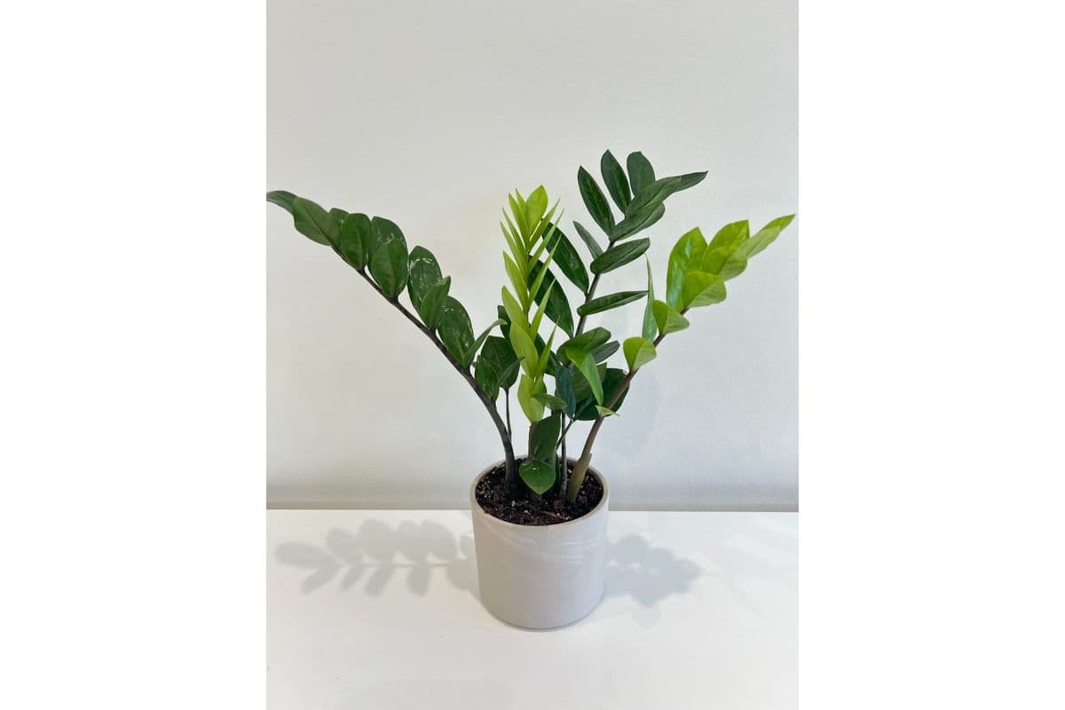 Medium ZZ Plant