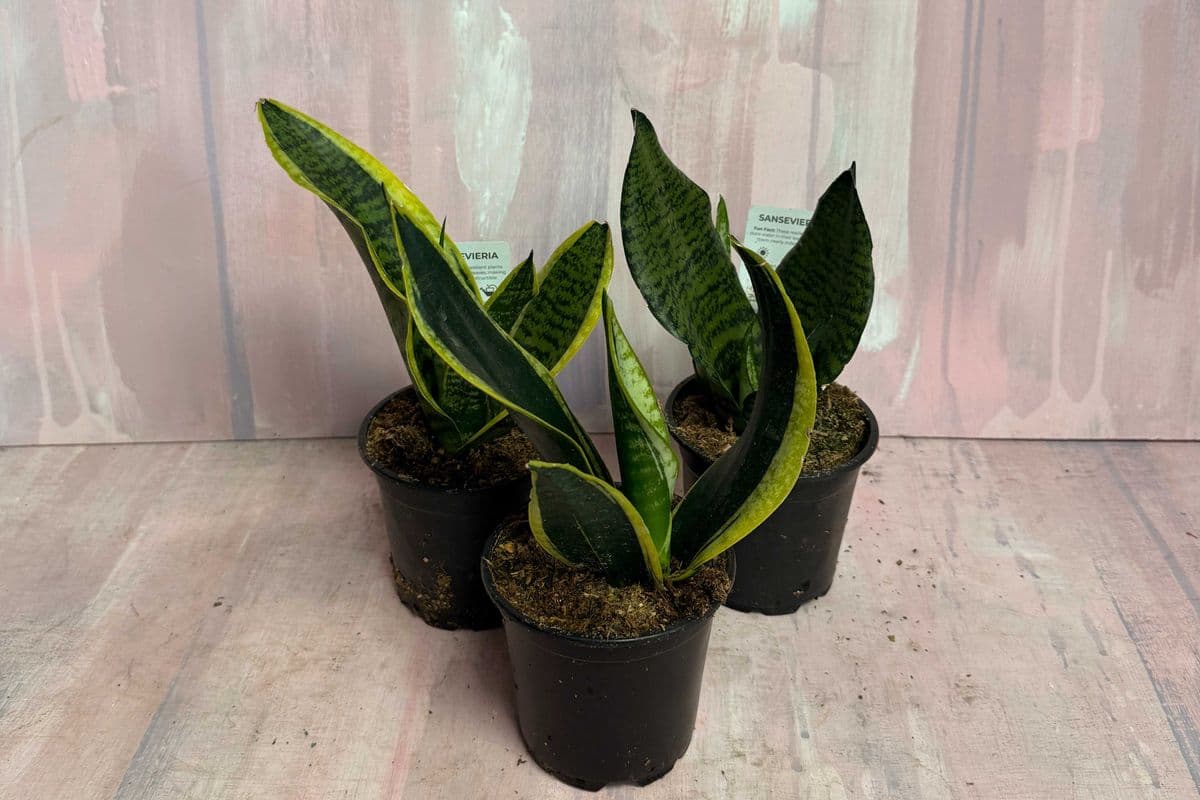4" Snake Plant assorted