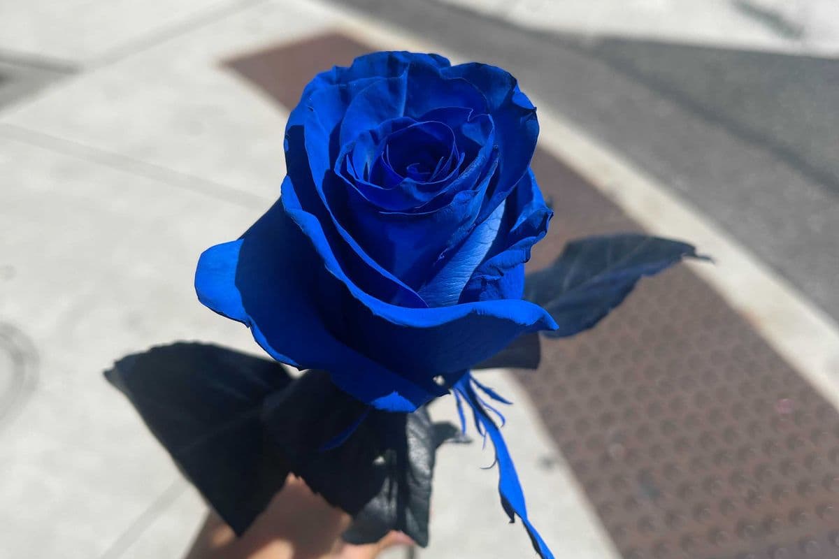 Single Blue Rose - 1 Stem
