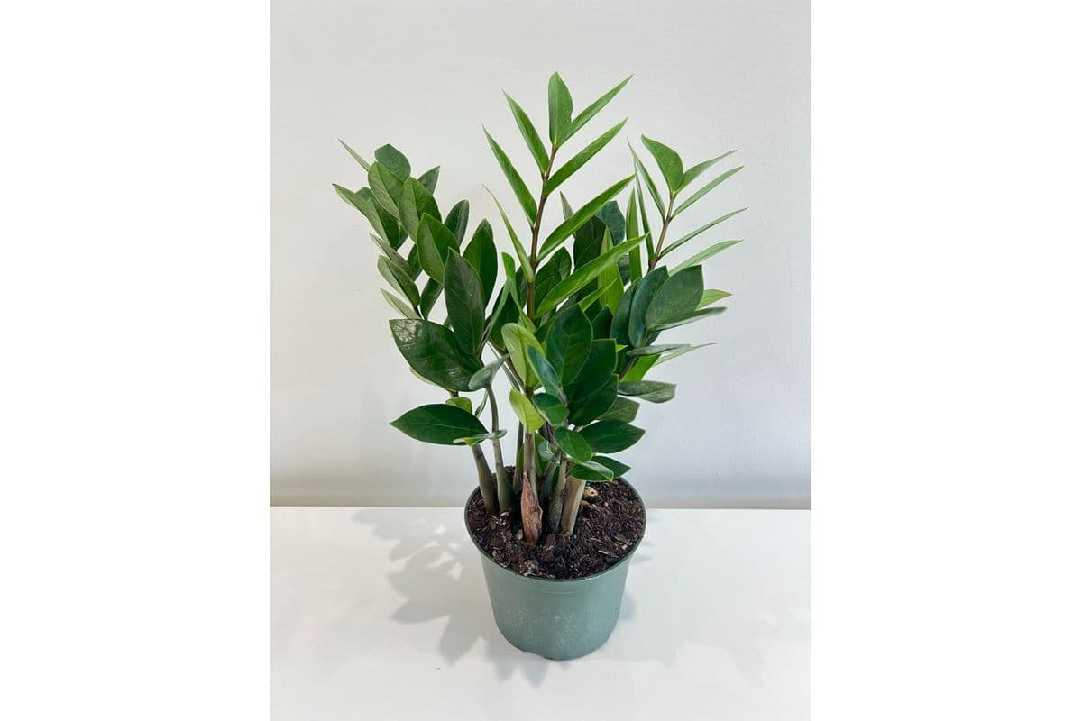ZZ Plant (No Pot)