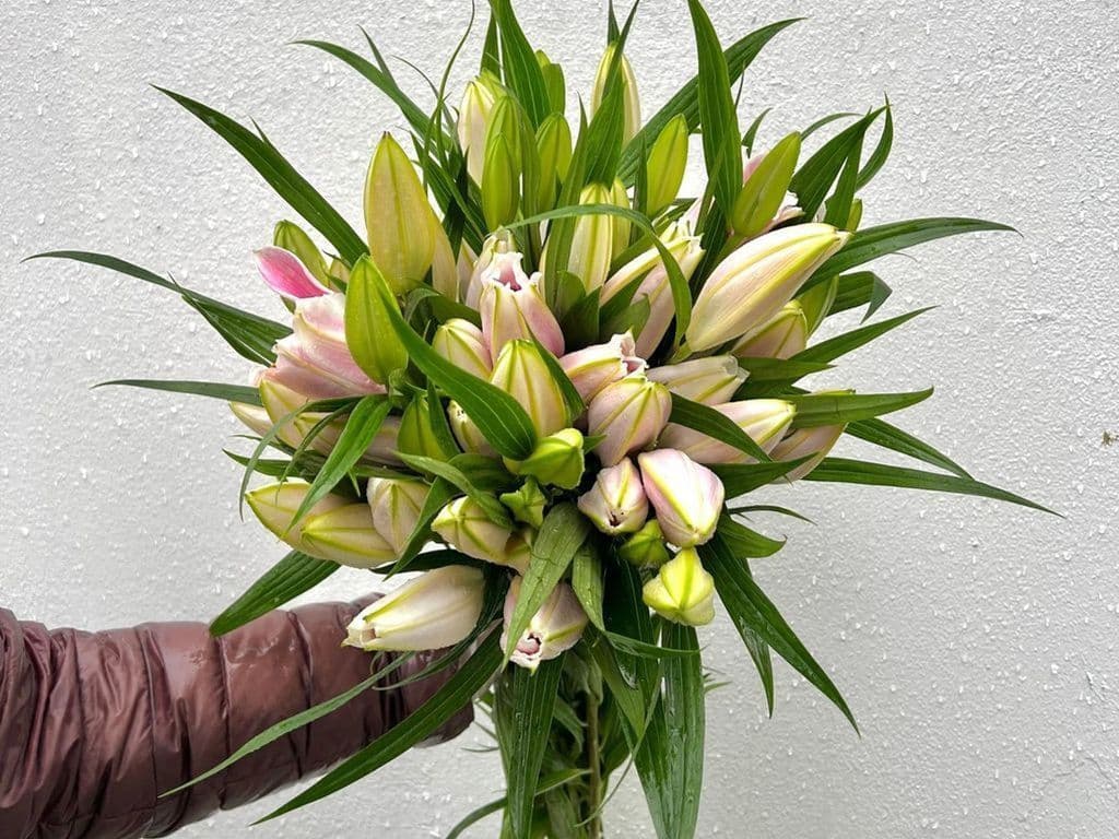 Flowers - Local Lilies Pink bouquet (5 Stems)