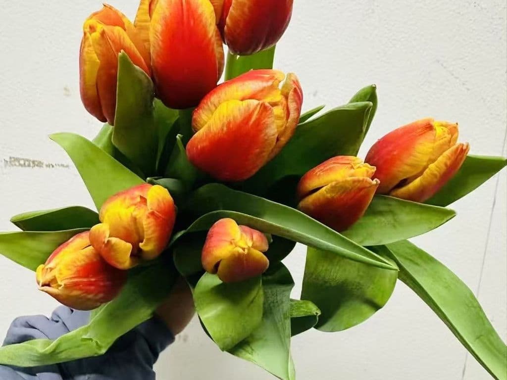 Local Flowers - Tulips Red & orange (5 stems)