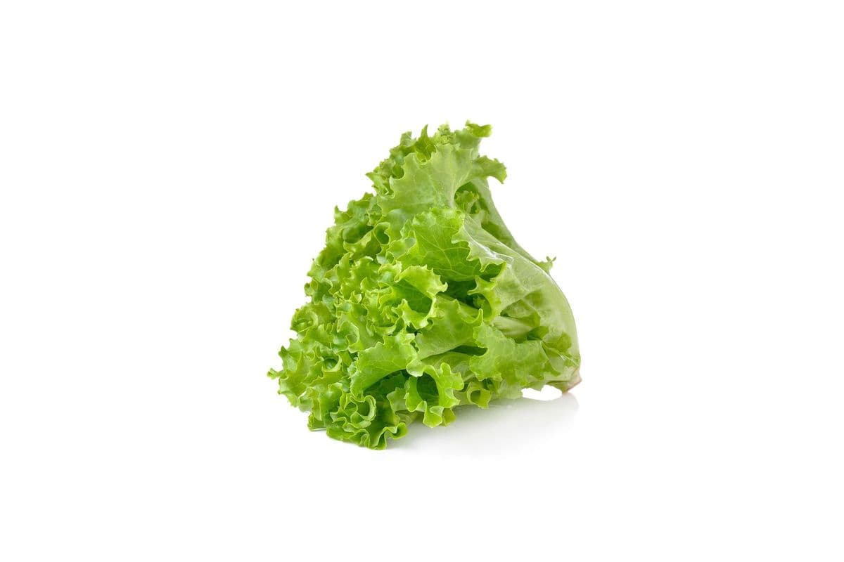 Green Leaf Lettuce (1 Count)