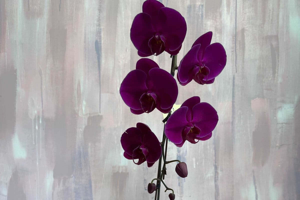 6" Phalaenopsis Orchid - Purple *SALE*
