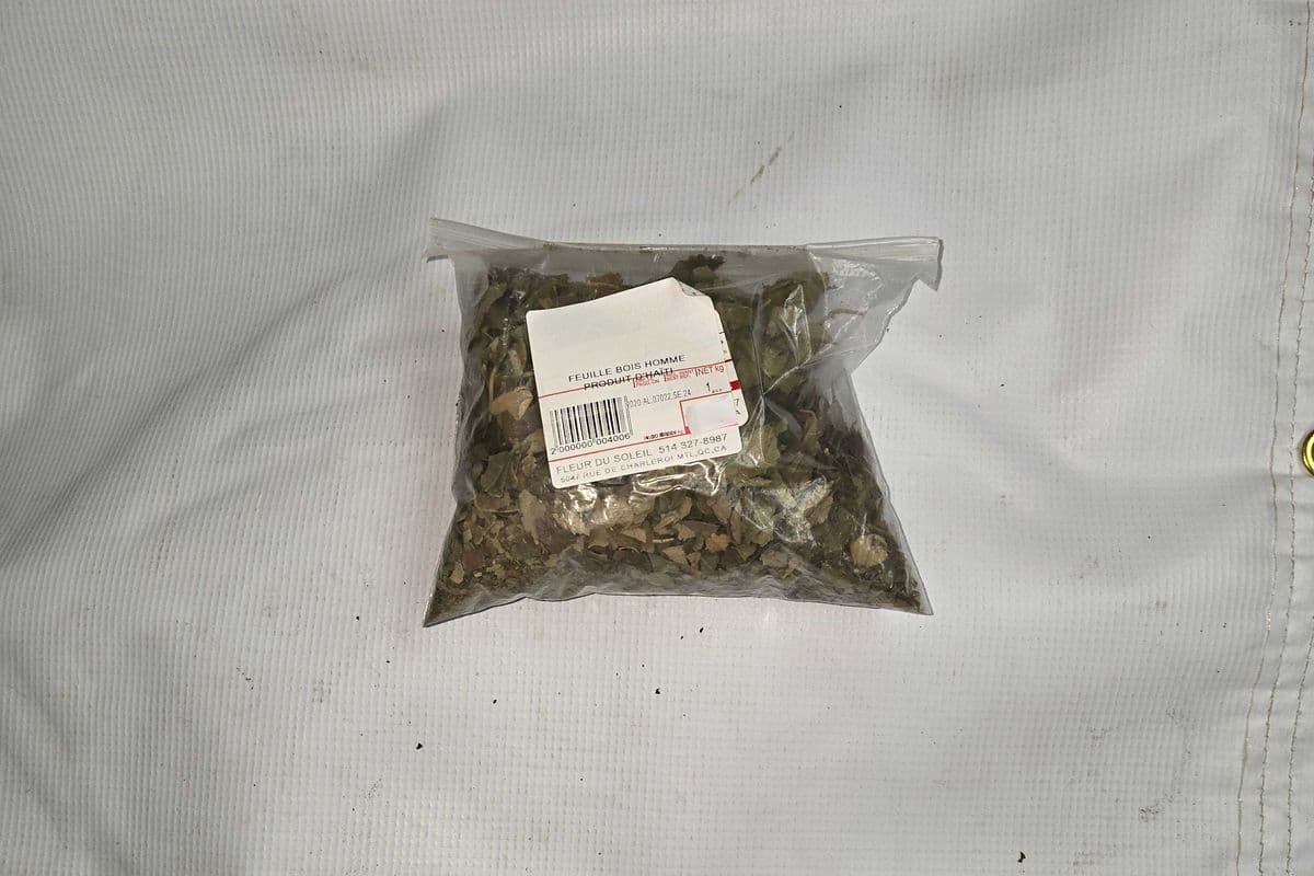 FEUILLE BOIS HOMME