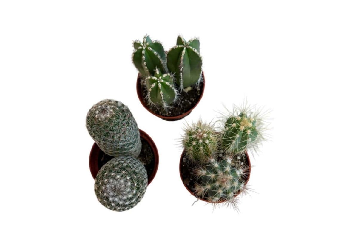 Assorted Cactus Trio - 2 Inch Pot