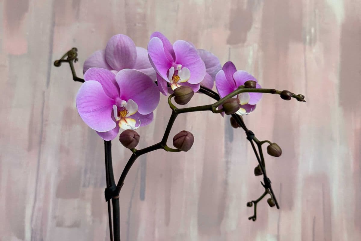 6" Phalaenopsis Orchid, Purple Bloom