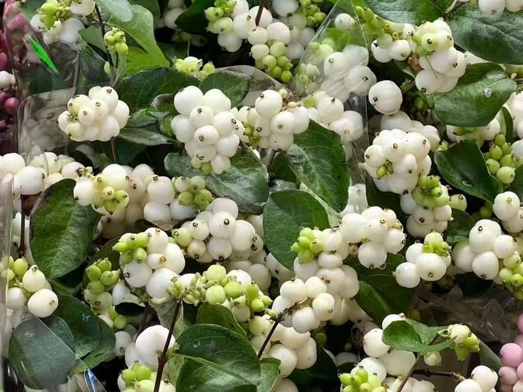 Flowers - Winterberry White (10 stems)