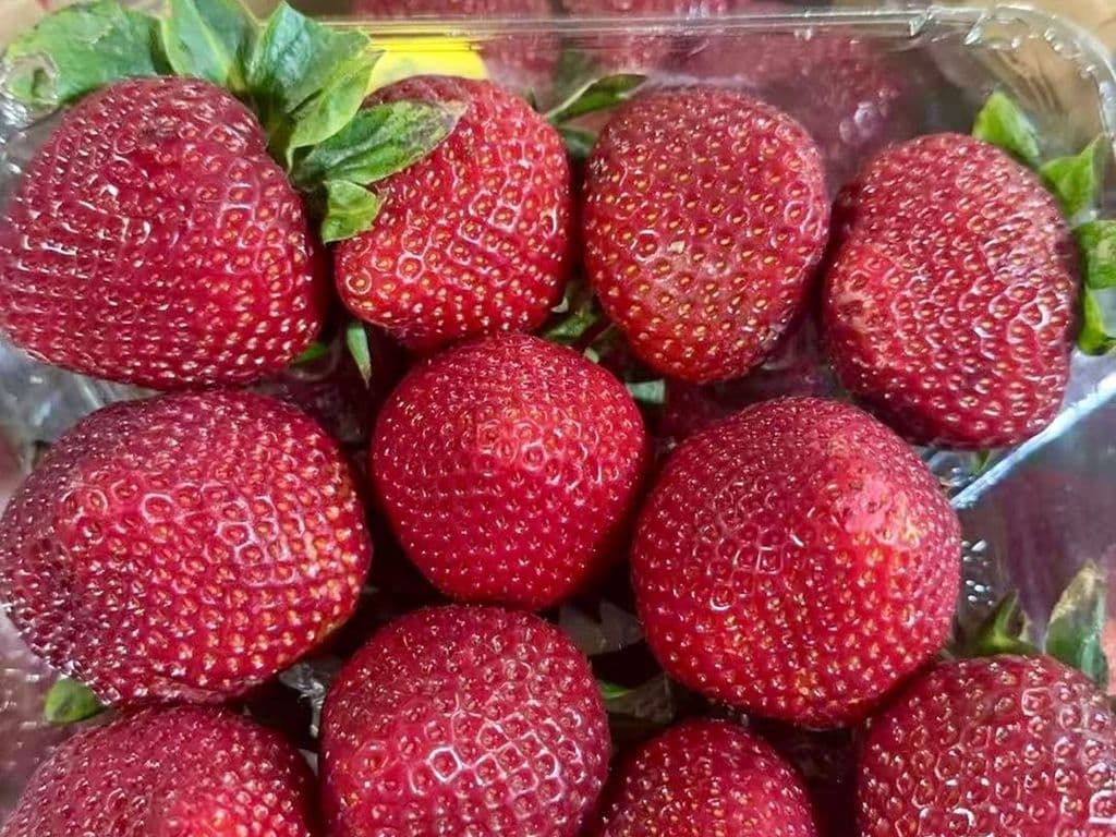 (SUPER SWEET) STRAWBERRIES 14 OZ (SWEETEST BATCH)