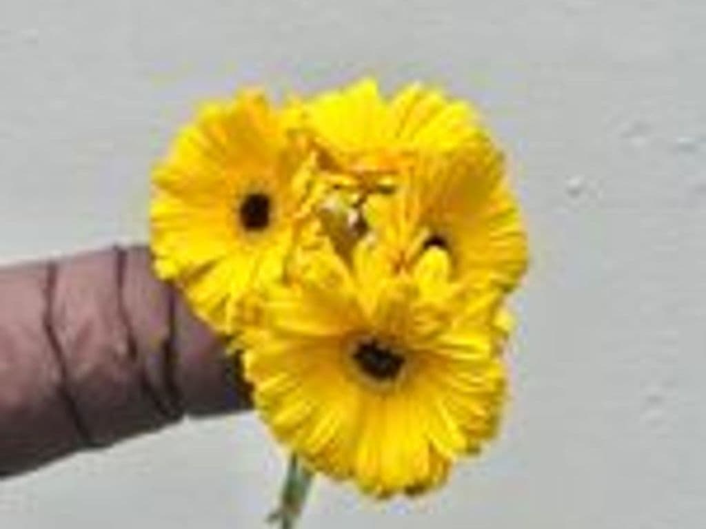 Flowers - Local Gerbera bouquet yellow color (5 stems)