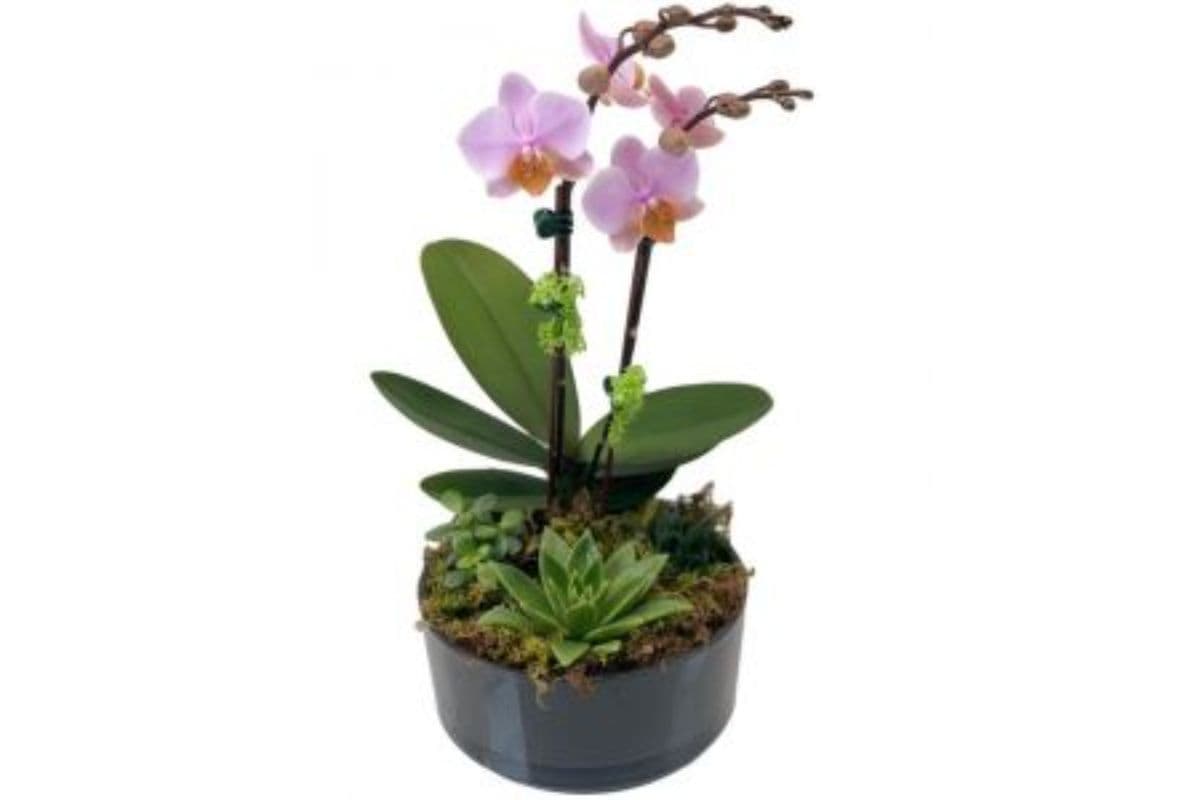 Orchid and Succulent Garden
