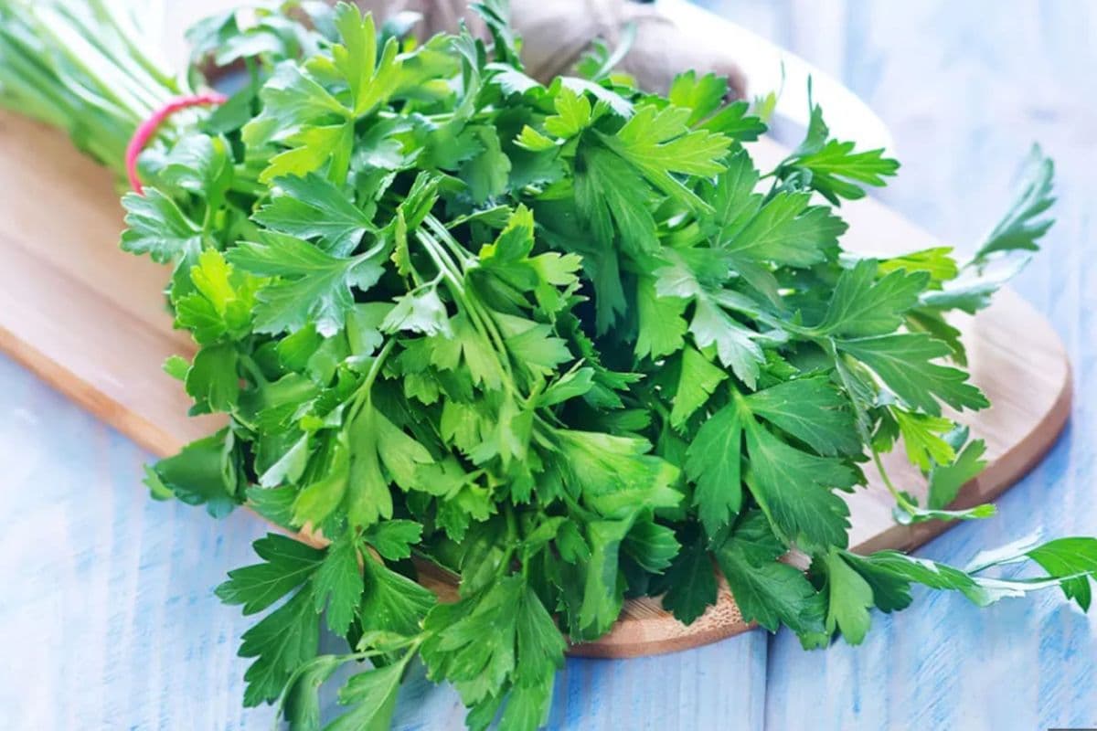 Cilantro