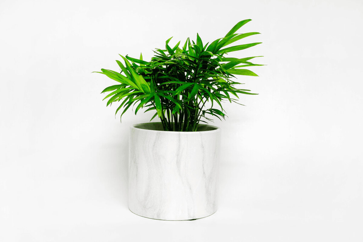 Palm in Ceramic Planter SKU107P