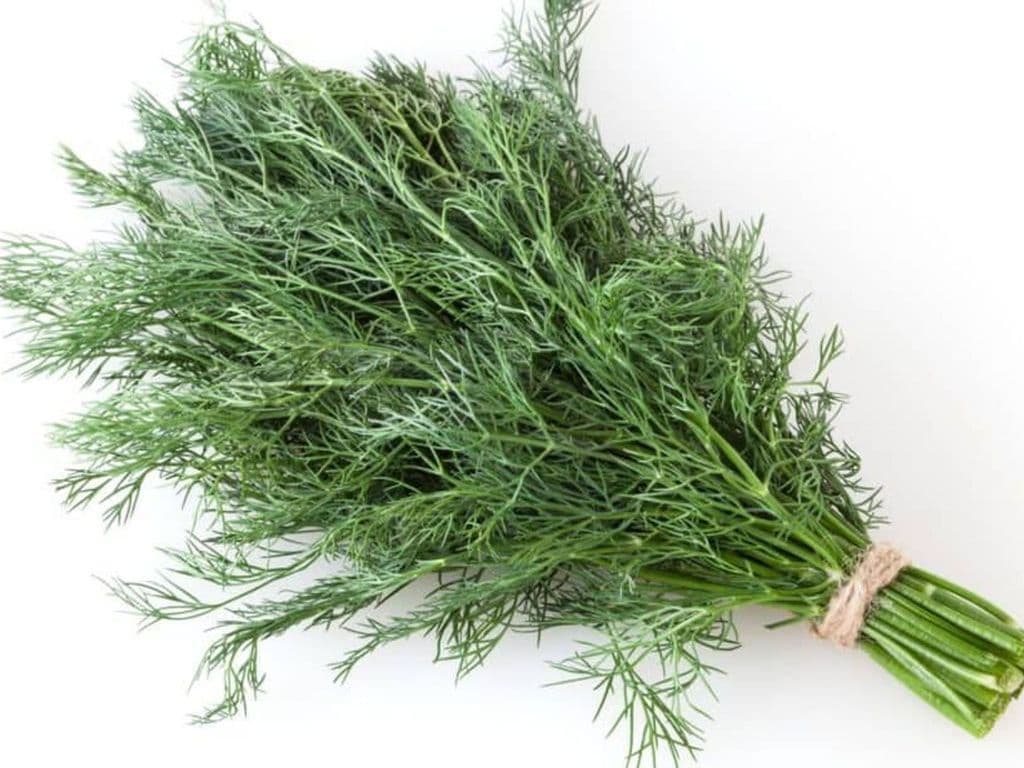 Dill (Bunch)
