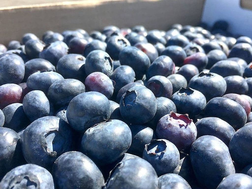 LOCAL BLUEBERRIES 2LB