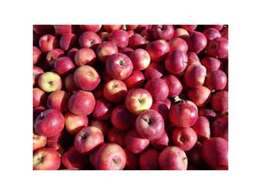 Apple Salish Local (3pc)