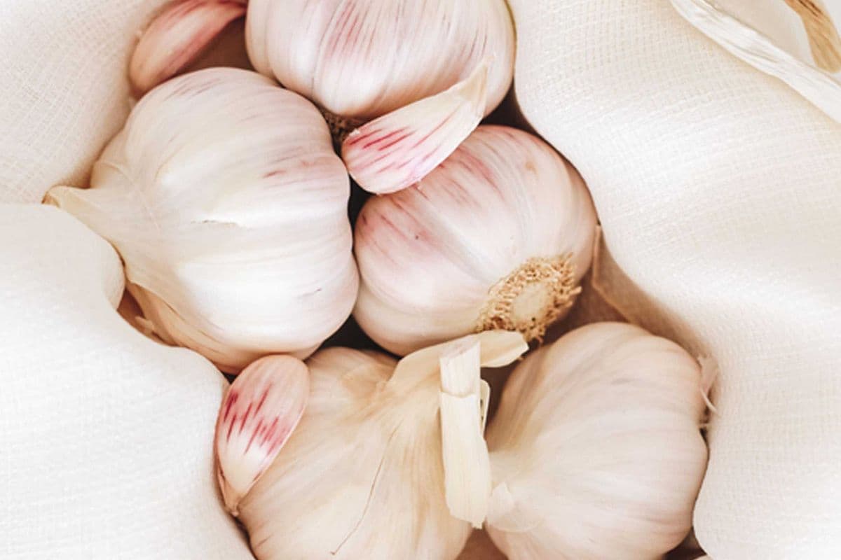Fresh Garlic (3 Pack)
