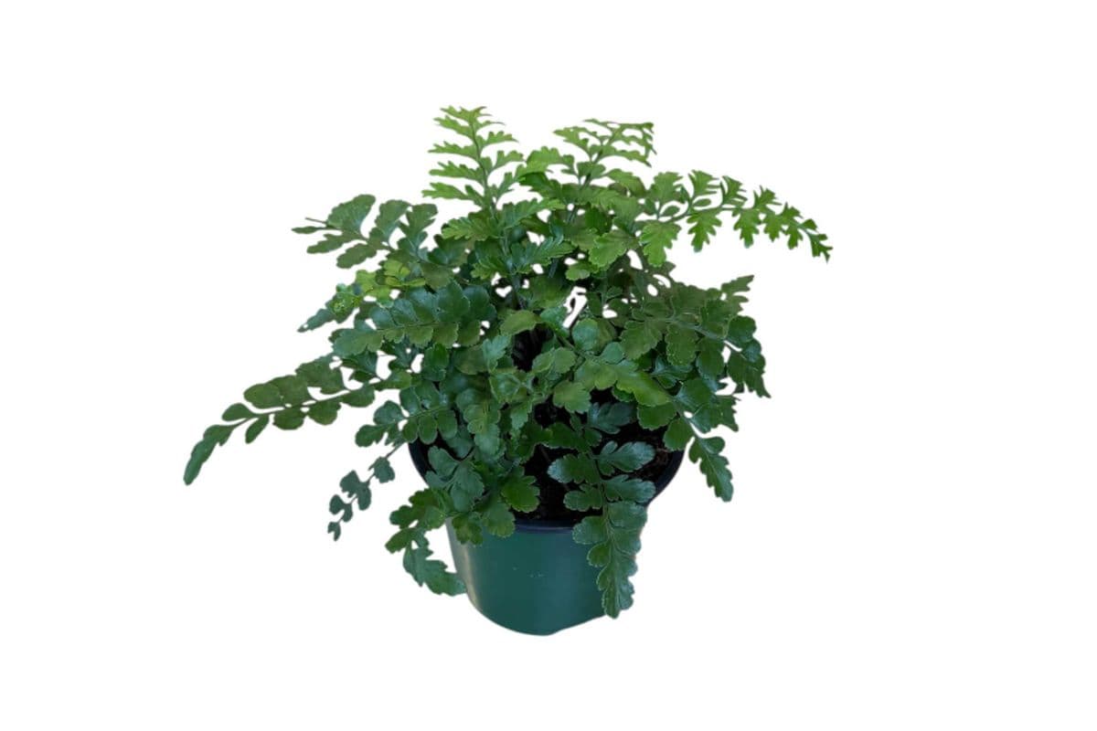 Austral Gem Fern - 4 Inch Pot