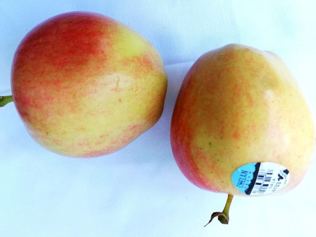 BC Apple Gala -  (4 pcs)