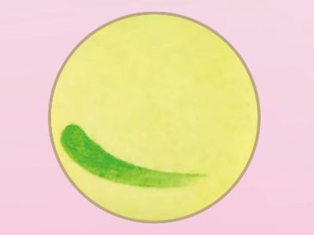 YUZU Macaron 柚子马卡龙