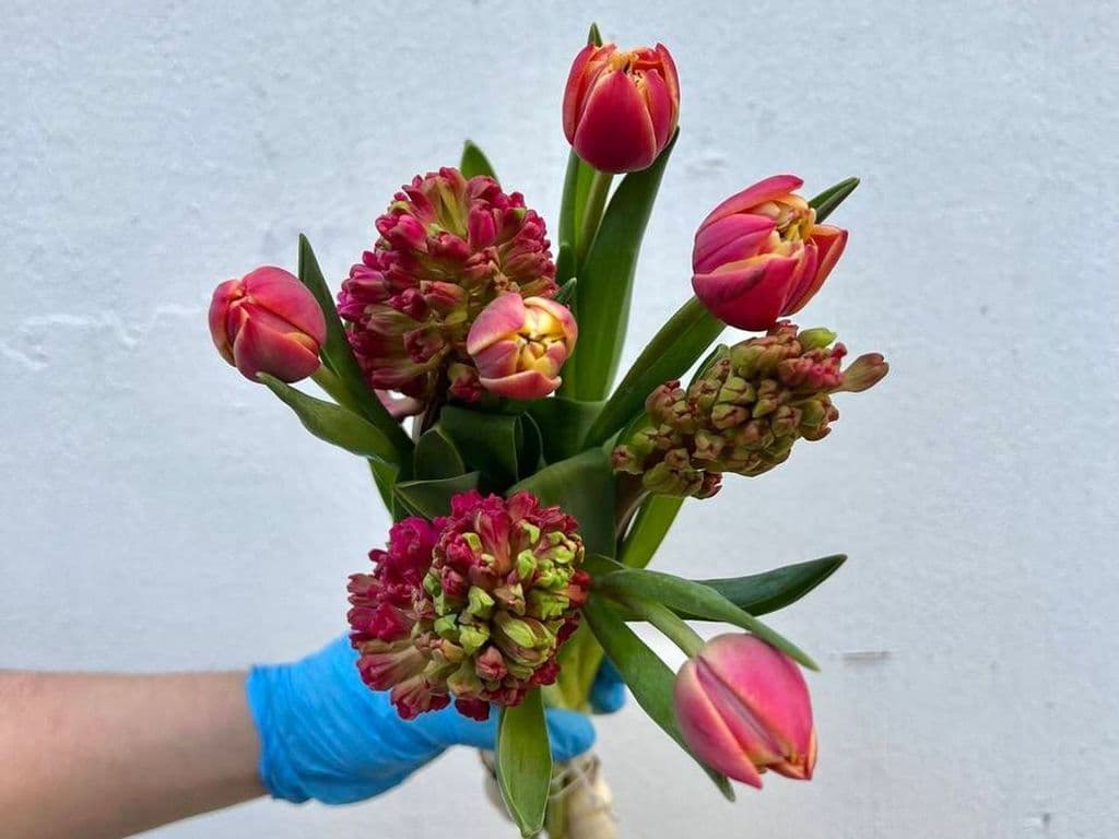 Flowers - Hyacinth tulip bouquet