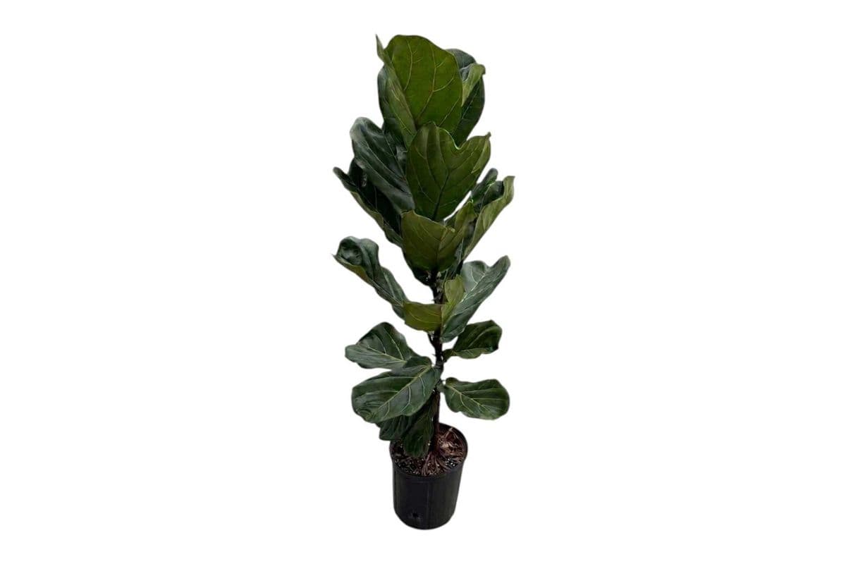 Ficus Lyrata - 10 Inch Pot