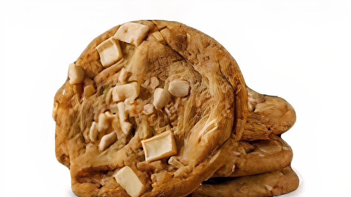 White Chocolate Macadamia Cookie
