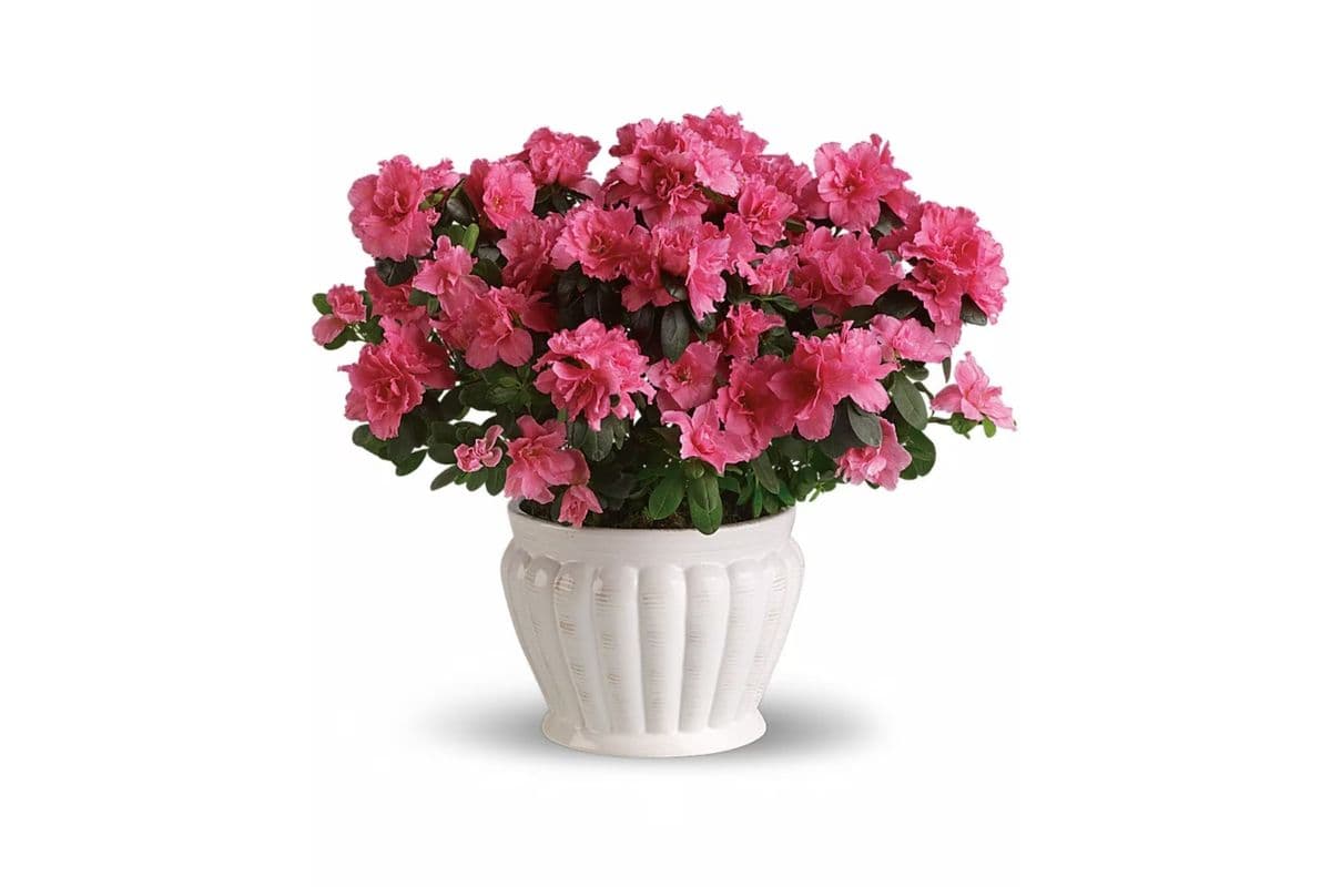 Pretty in Pink Azalea