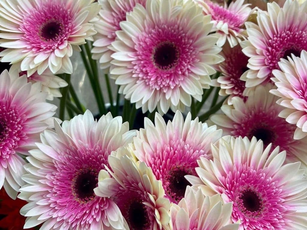 Flowers - Gerbera pink white (5 stems)