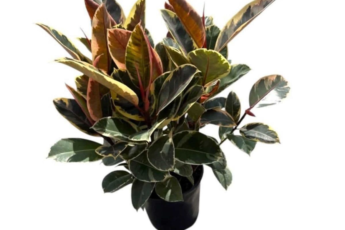 Ficus Elastica “Ruby” (Rubber Plant) - 10 Inch Pot