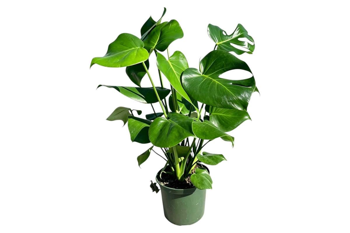 Monstera deliciosa - 6 Inch Pot