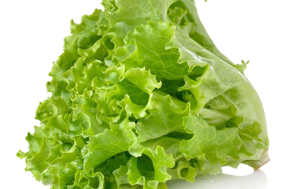 Leaf Lettuce