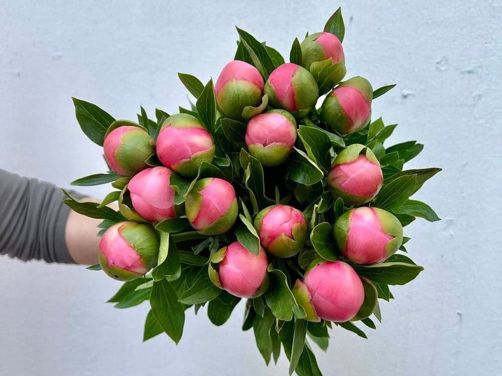 Flowers - Peonies salmon pink (5 stems)