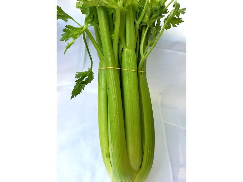 Celery (1 pc)