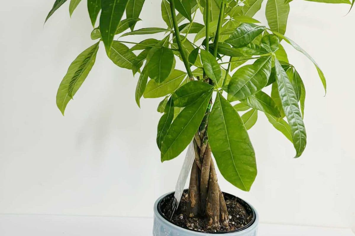 Money Tree in Ceramic Planter SKU105P