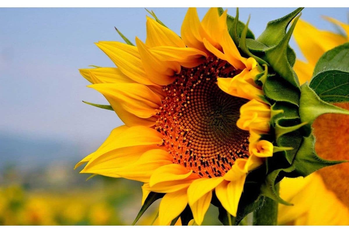 Sunflower 2 stems