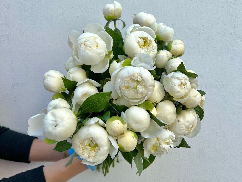 Flowers - Peonies White (5 stems)