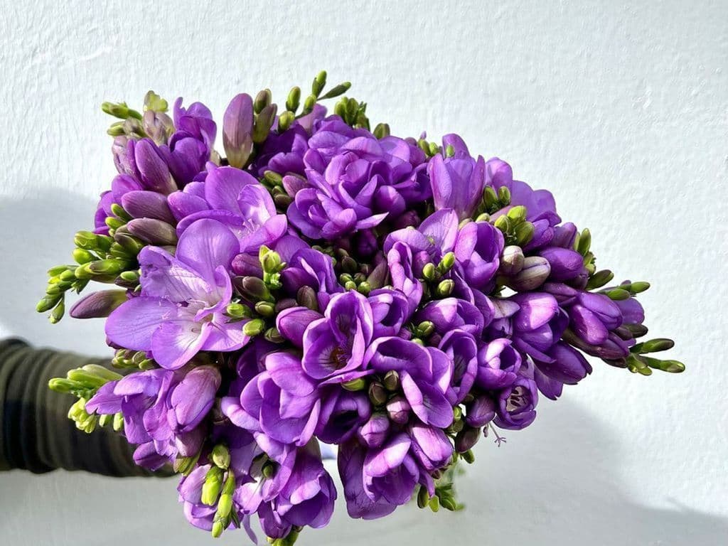 Flowers - Local Freesia Blue & Purple (10 stems)