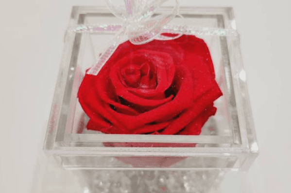 Little Gorgeous Rose