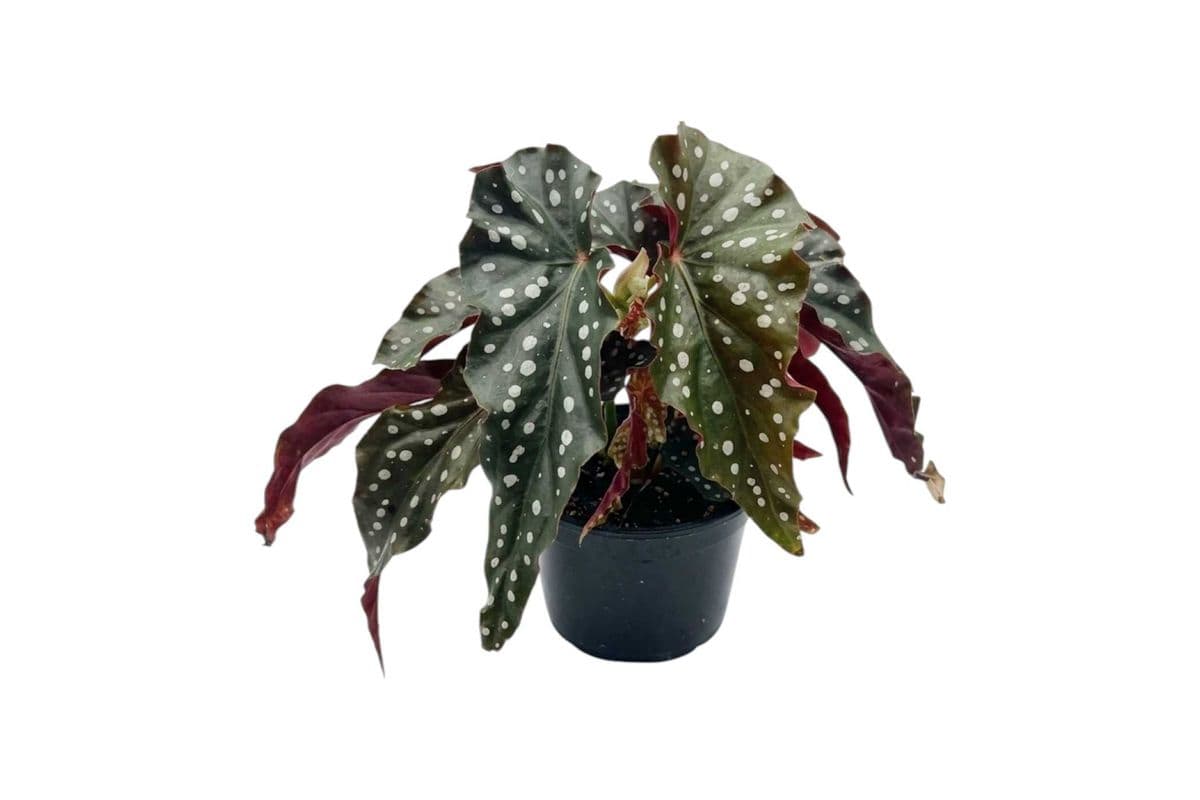 Begonia maculata - 5 Inch Pot