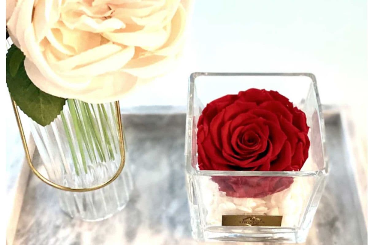 Lush Jumbo Rose in Square Glass Vase