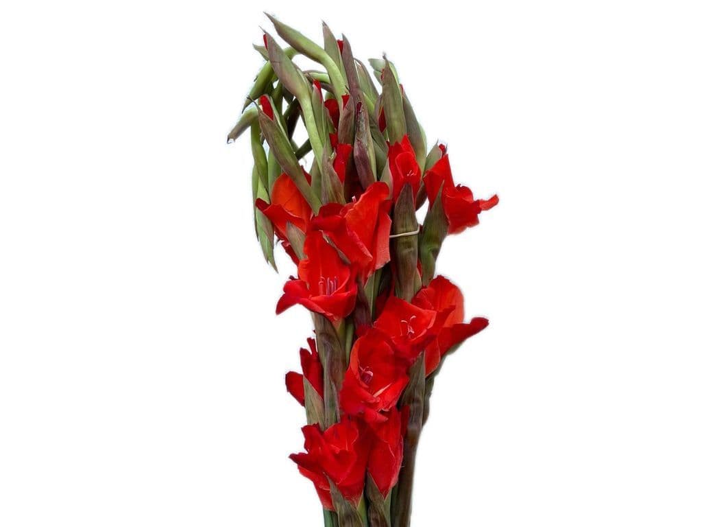 Flowers - Glads bouquet (10 stems)