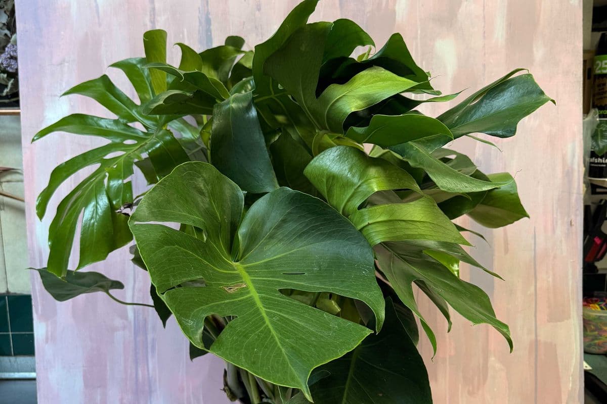 10" Monstera