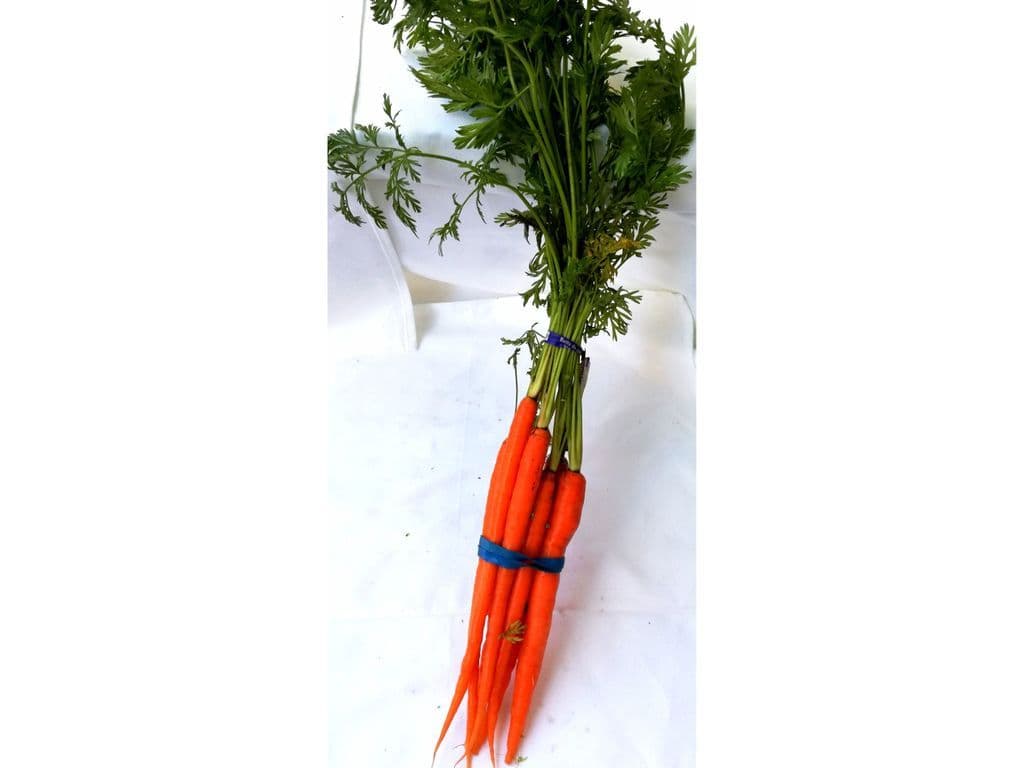 Carrot Bunch (Bunch)