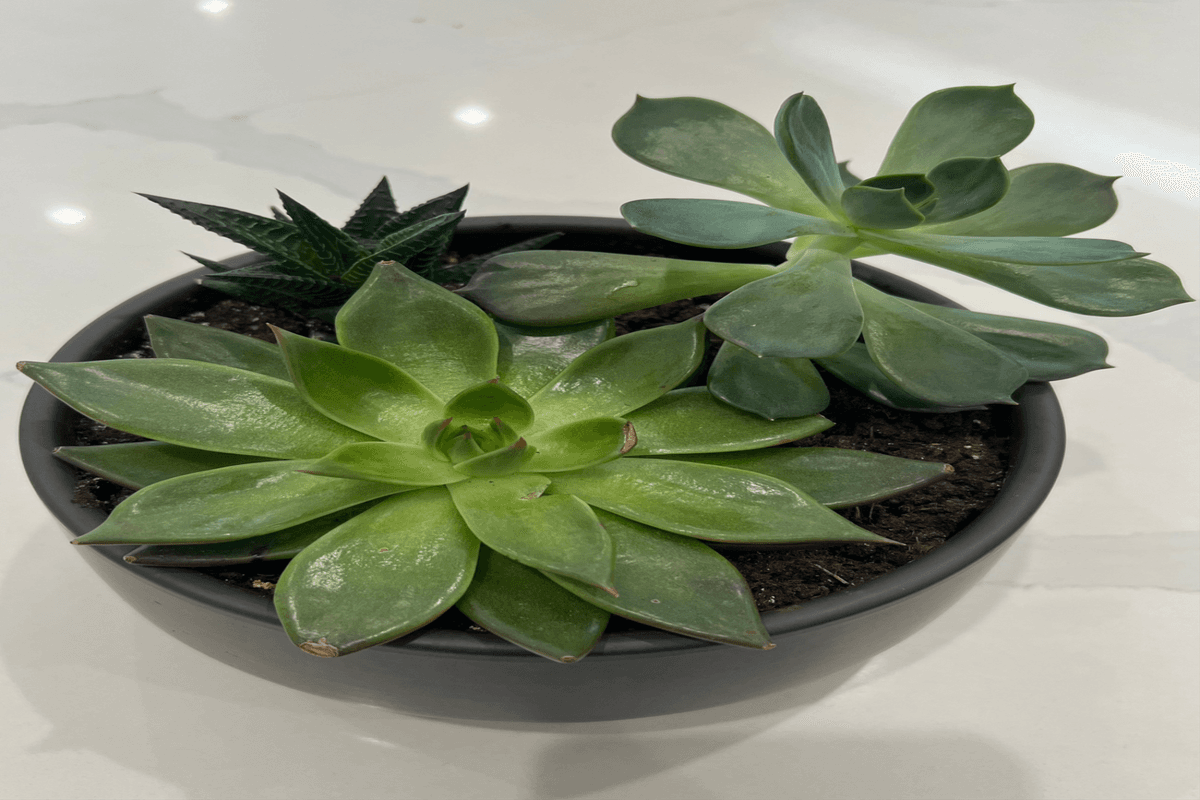 The Succulent Symphony