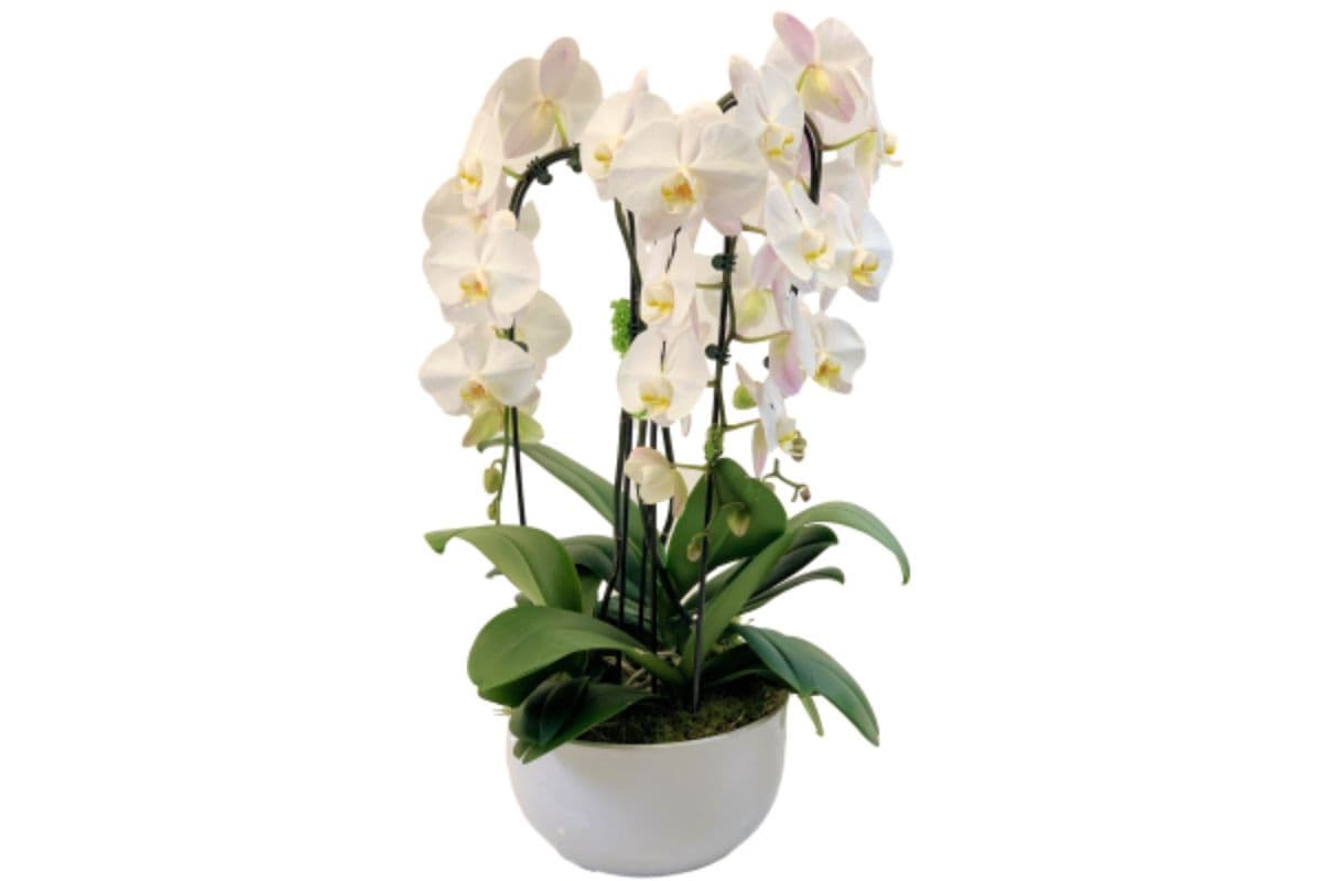 White Orchid Garden