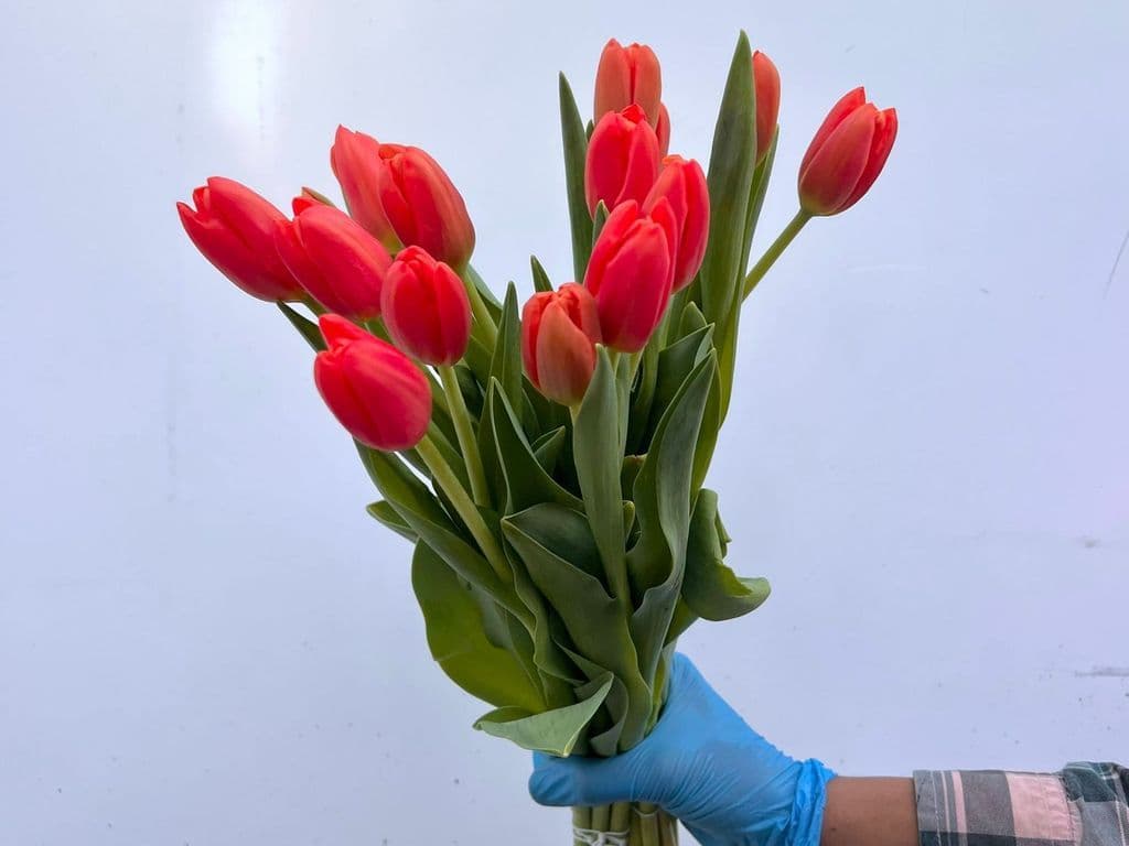Flowers - Local Tulips Red (5 stems)