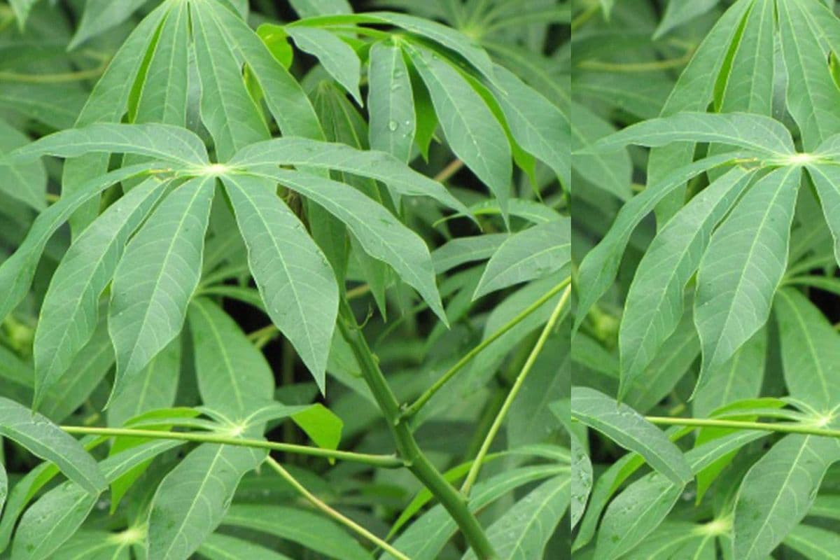 Frozen Cassava Leaves (Pondu)
