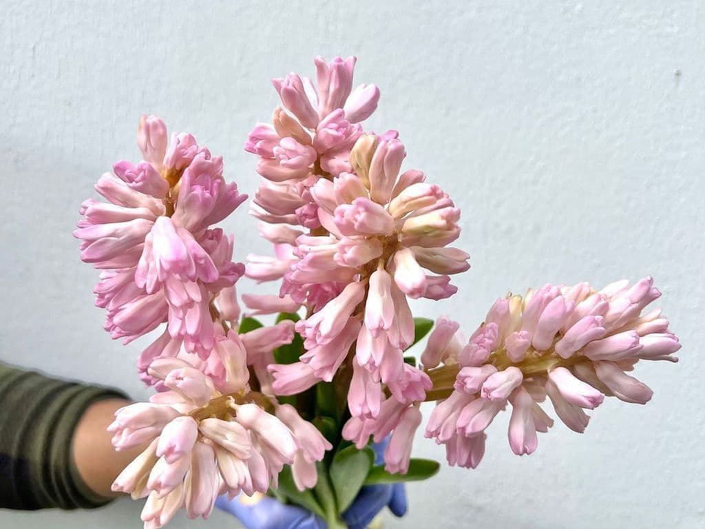 Flowers - Local Hyacinthus bouquet Pink (bunch)
